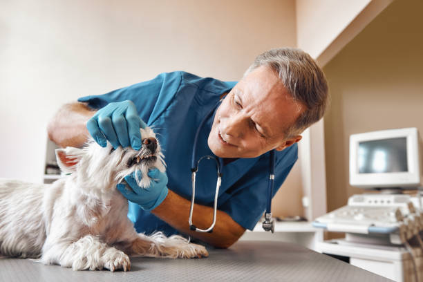 Best Weekend Emergency Dentist in Wardsville, MO